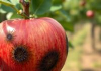 Gorzka plamistość podskórna jabłek
