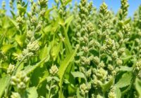 Mączniak rzekomy lucerny