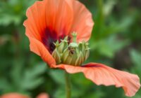 Pawężniczek makowy