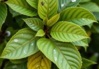 Srebrzystość liści