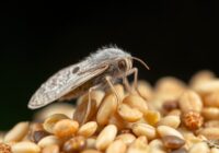 Omacnica spichrzanka