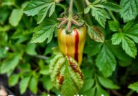 Rak bakteryjny pomidora