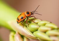 Poskrzypka dwunastokropkowa