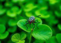 Pędruś koniczynowiec