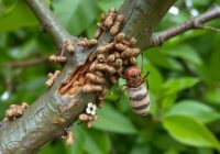 Pierścienica nadrzewka