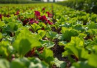 Błyszczka jarzynówka