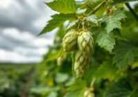 Mączniak rzekomy chmielu