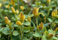 Więdnięcie fuzaryjne motylkowych