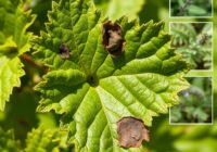 Mszyca porzeczkowo-czyściecowa