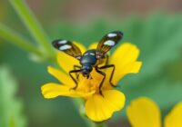 Chowacz czterozębny