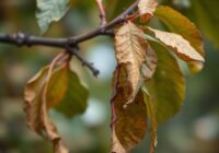 Leukostomoza drzew pestkowych