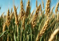 Rdza żółta zbóż