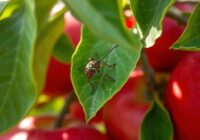 Miodówka jabłoniowa