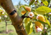 Rak bakteryjny drzew owocowych