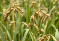 Głownia pyłkowa owsa