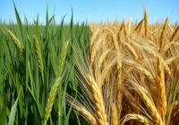 Sporysz zbóż i traw