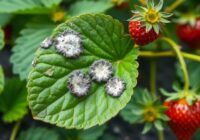 Biała plamistość liści truskawki