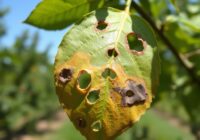 Dziurkowatość liści drzew pestkowych