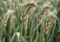 Głownia źdźbłowa żyta