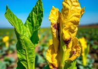 Żółtaczka wirusowa buraka