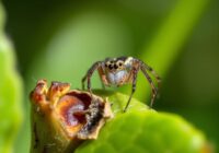 Przędziorek Chmielowiec