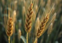 Rdza brunatna pszenicy