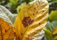 Brunatna bakterioza liści tytoniu