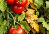 Choroby wirusowe pomidora