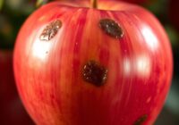 Plamistość Jonatana