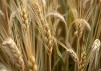 Łamliwość źdźbła zbóż