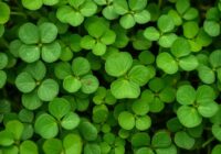 Kanianki na koniczynach i lucernie