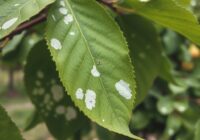 Biała plamistość liści gruszy