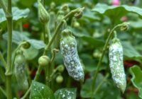 Mączniak prawdziwy grochu